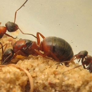 уничтожение муравьев в Алматы