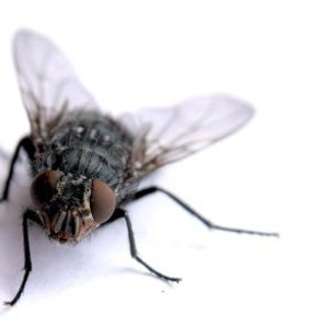 уничтожение мух в Алматы