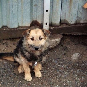 Колючка отдается в добрые руки