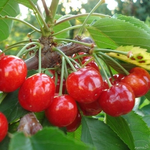 Саженцы плодово-ягодных культур в Алматы