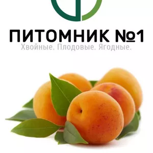 Саженцы абрикоса.