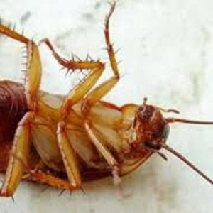 Борьба и уничтожение тараканов в Алматы и Алматинской области