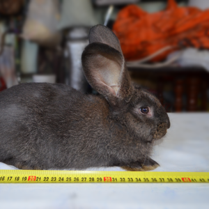 Продам кроликов породы “Фландер”
