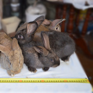Продам живым весом кроликов крупных,  мясных пород