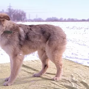 Айс из приюта 