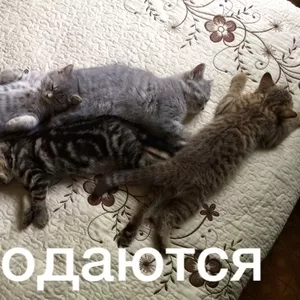 Котята британской породы