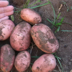 Картофель оптом урожай 2018