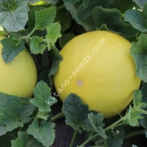 Семена дыни KS 7066 F1,  KITANO SEEDS