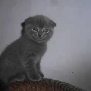 Скоттиш Страйтыи фолды,  Вислоухие прямоухие