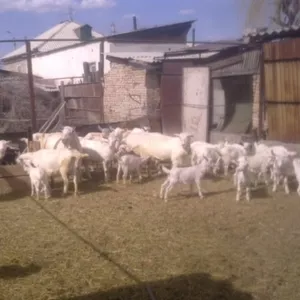 Продается заинские козы