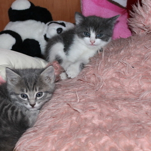 Три котёнка очаровашки СРОЧНО ищут новый дом! 
