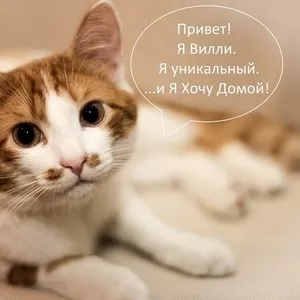 Очаровательный рыжий котик в дар!!