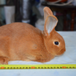 Продам кроликов “Новозеландской Красной” породы