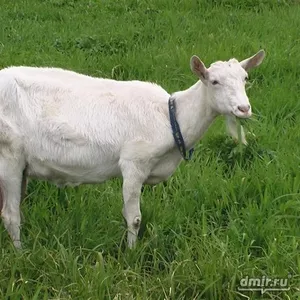 Продается свежее,  домашнее,  очень полезное и лечебное,   козье молоко! 