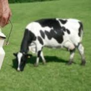 крестьянское хозяйство продает молоко