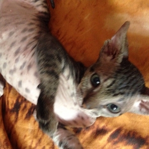 Продам котенка породы донской сфинкс