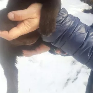 Продам чистокровных щенков среднеазиатской овчарки САО Алабай. 