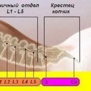 Сыныкшы кастопра травматолог Алматы Каскелен