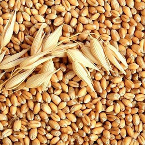 Куплю пшеницу продовольственную 